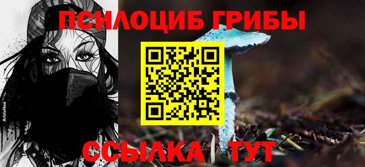 Галлюциногенные грибы Psilocybine cubensis Карачаевск